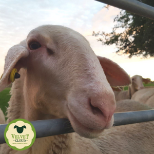 The Sheep Dairy Flock at Rockfield Dairy